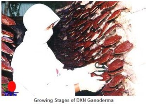ganoderma termesztés
