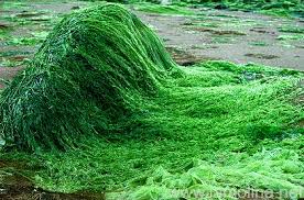 Spirulina alga